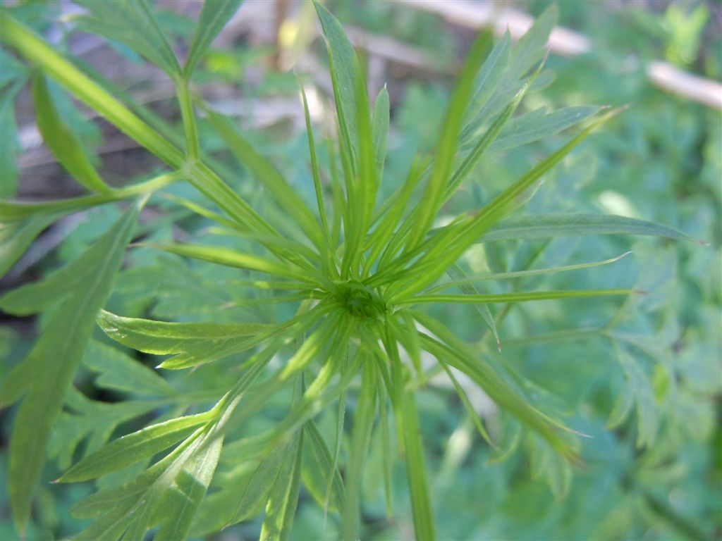 Daucus carota s.l. / Carota selvatica